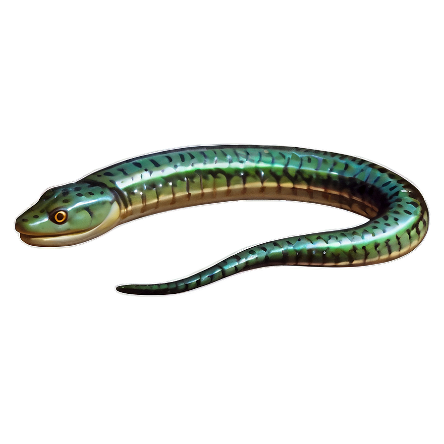 Vintage Eel Sketch Png 31