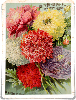 Vintage_ Floral_ Art_1894_ Henderson PNG with transparent background