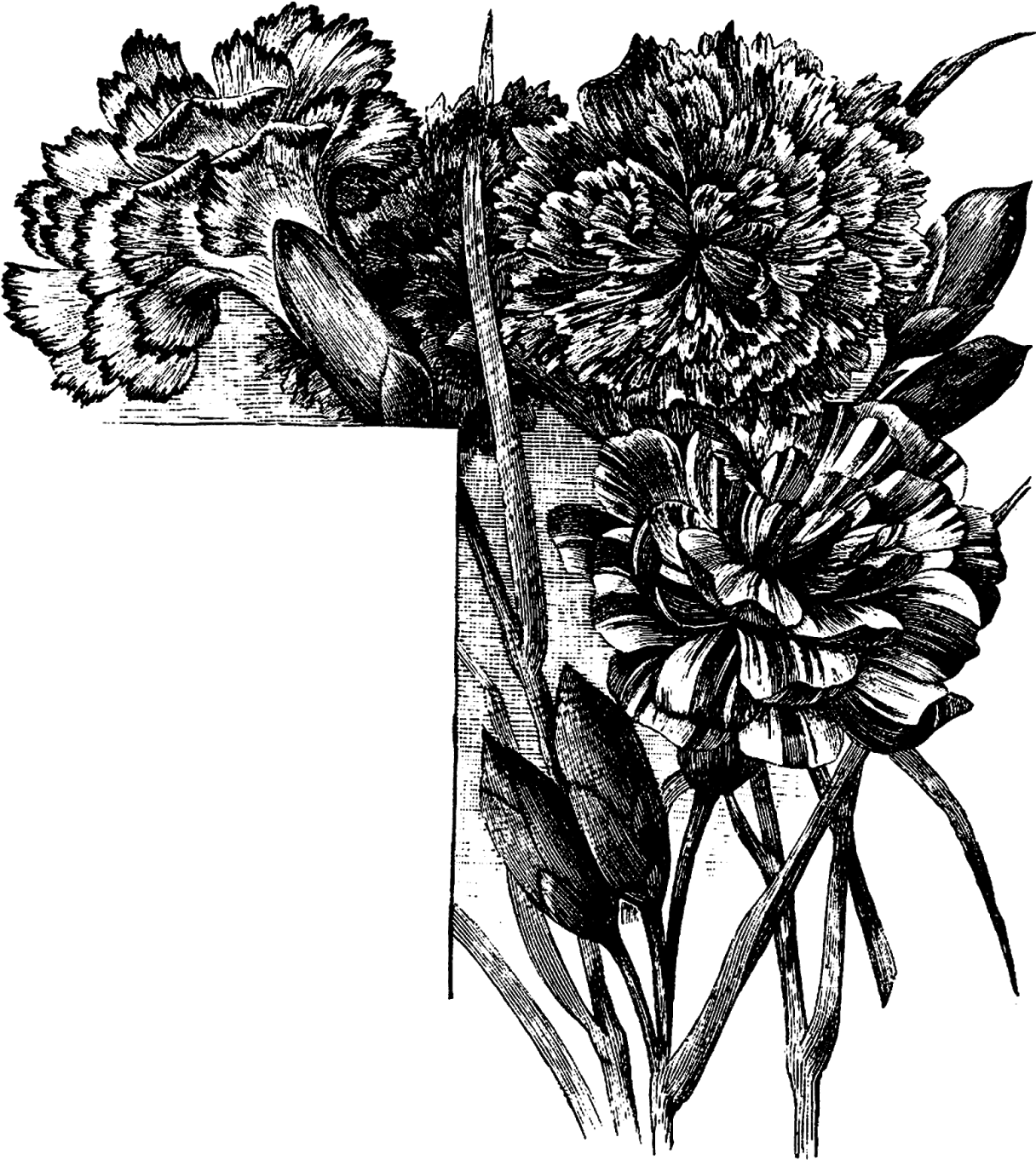 Vintage Floral Etching Black White PNG image with a transparent background, free high-resolution download