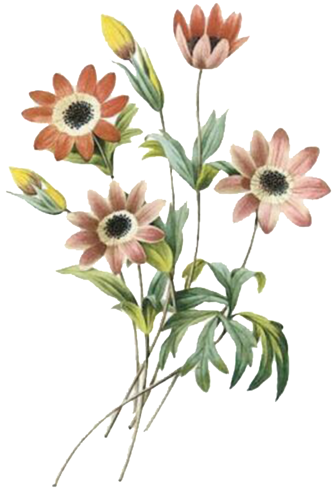 Elegant Dark Flower Hand Painted Chrysanthemum - Pencil Colour Drawing Cosmos Flowers, HD Png Download PNG with transparent background