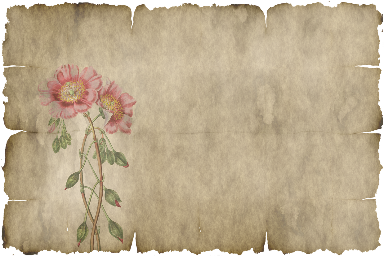 Parchment, Paper, Leaves, Flower, Old, Texture - Hoja De Pergamino Png, Transparent Png PNG with transparent background