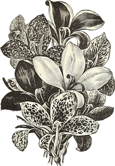 Vintage Floral Illustration