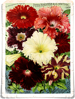 Vintage Floral Seed Catalog Cover1894