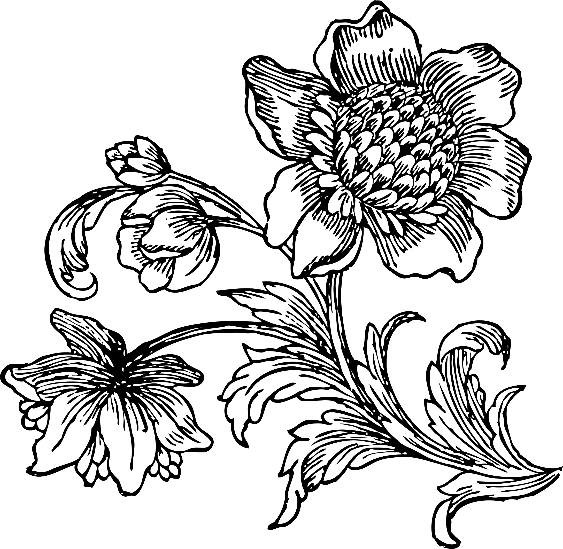Big At Getdrawings - Black And White Flower Drawing Png, Transparent Png PNG with transparent background