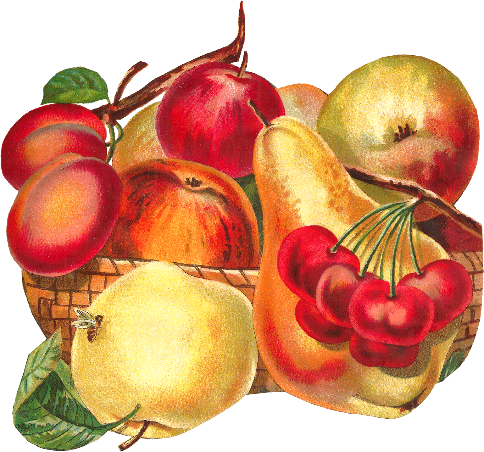 Vintage Fruit Basket Illustration