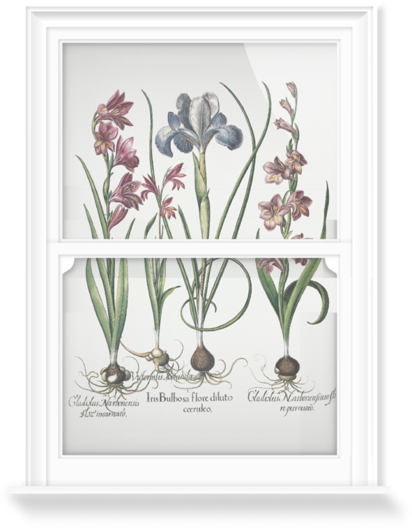 Vintage Gladiolus Botanical Illustration