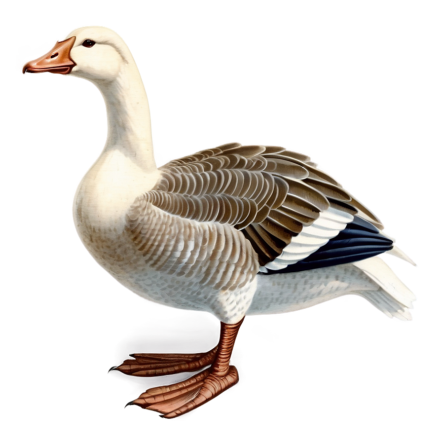 Vintage Goose Illustration Png 06112024