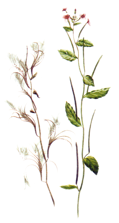 Epilobium Parviflorum, HD Png Download PNG with transparent background