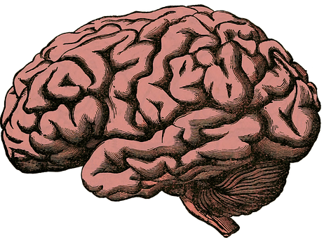 Vintage Human Brain Illustration