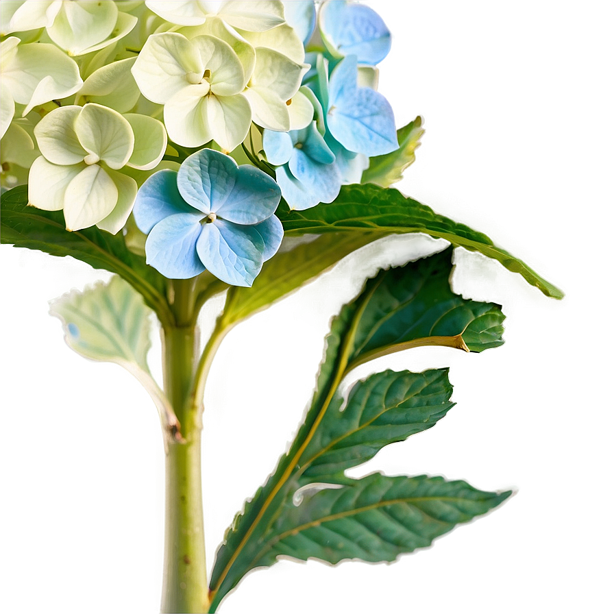 Vintage Hydrangea Png Owb38