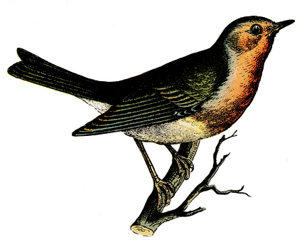 Vintage Illustrated Bird PNG with transparent background
