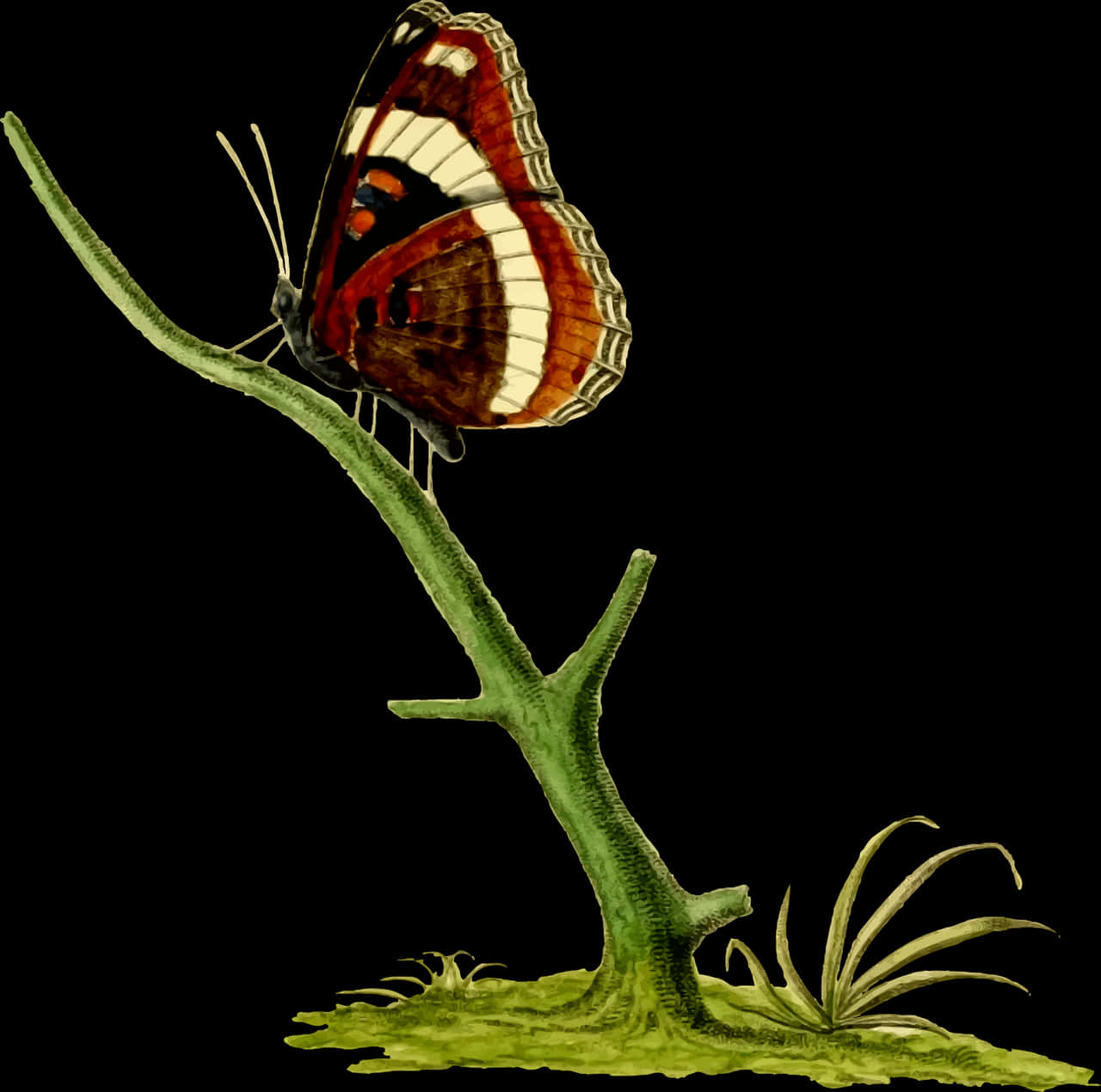 Vintage_ Illustrated_ Butterfly_ Perched PNG image with a transparent background, free high-resolution download