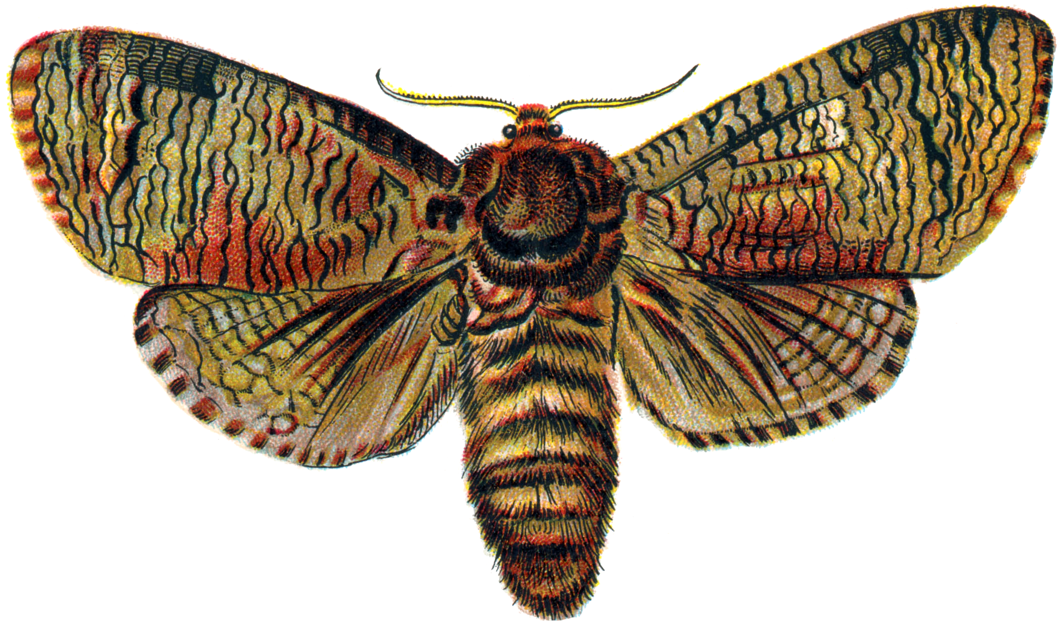 Download Moth Png Transparent Image, Png Download PNG image with a transparent background, free high-resolution download