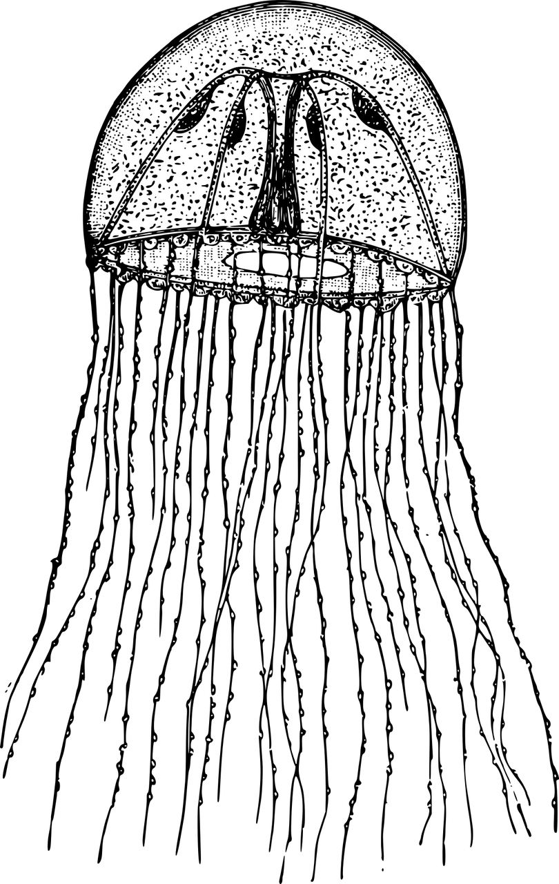 Hydrozoa Png, Transparent Png PNG with transparent background