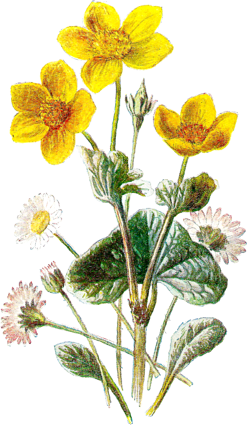 Flower Wildflower Image Botanical Image - Marsh Marigold And Daisy, HD Png Download PNG with transparent background