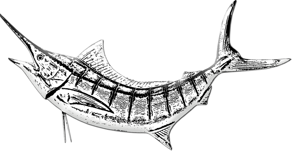 Marlin Fish, Sword Fish, Game Fishing, Marlin, Fishing - Marlin Fish Illustration, HD Png Download PNG with transparent background