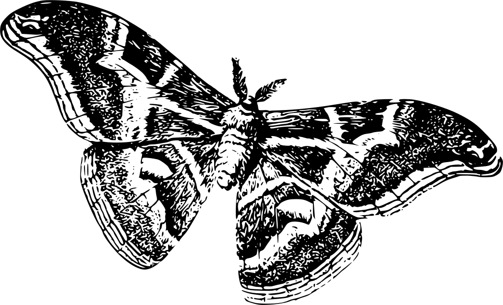 Moths Black And White, HD Png Download PNG with transparent background