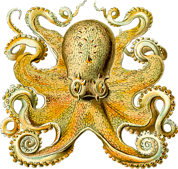 Vintage Octopus Illustration PNG with transparent background