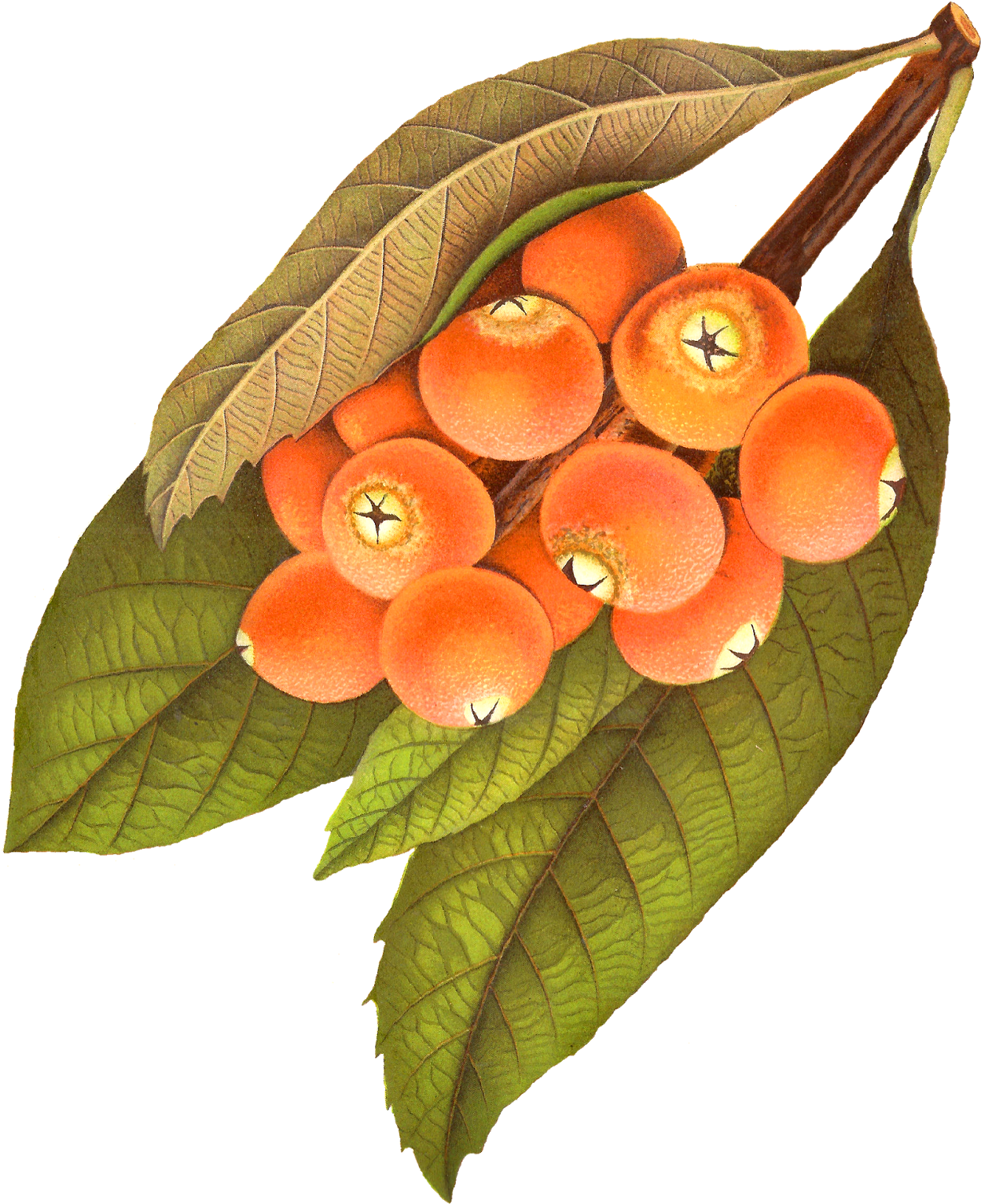 Digital Rowan Berry Download - Berry Illustration Png Vintage, Transparent Png PNG with transparent background