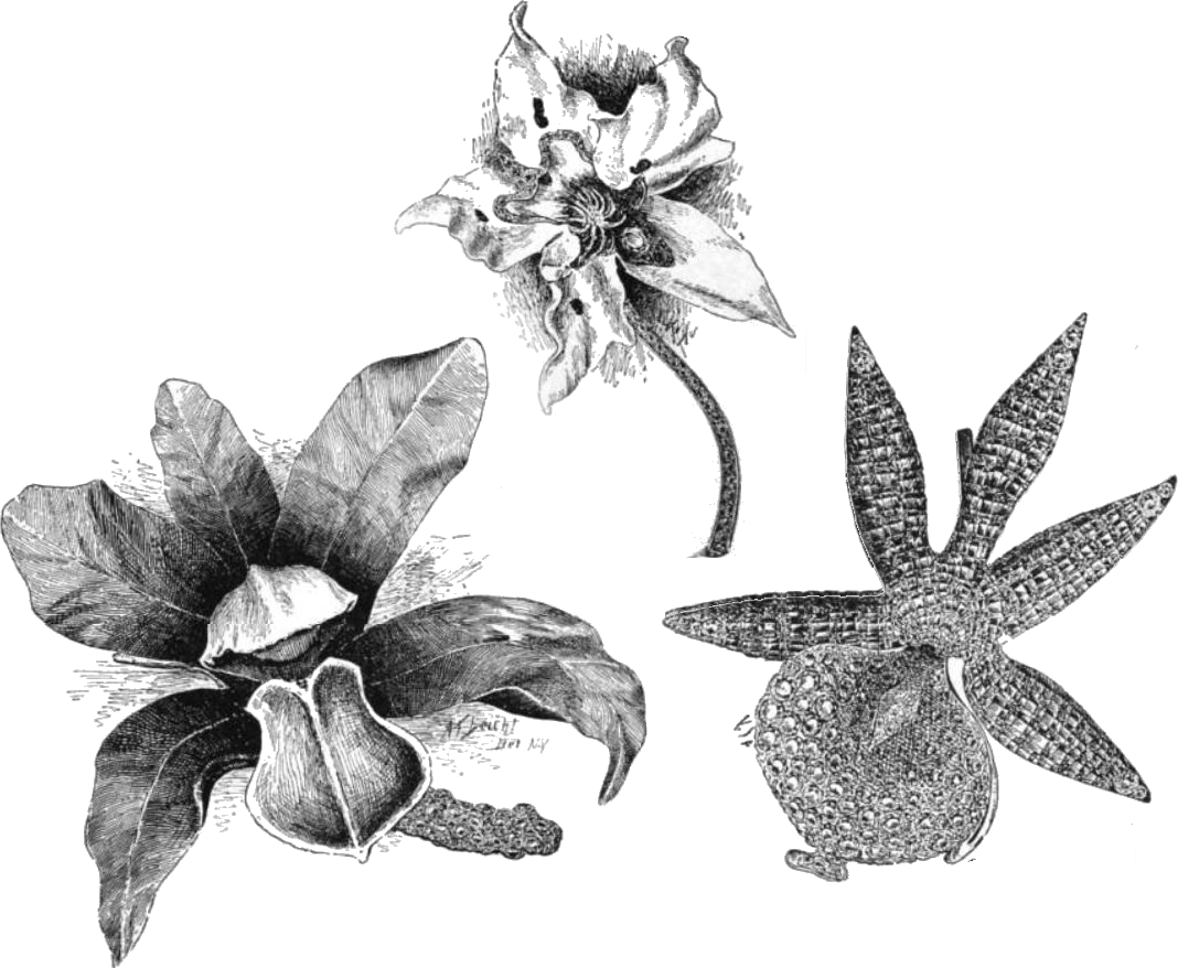 Farnham Orchid Brooches - Black Orchid Png, Transparent Png PNG with transparent background