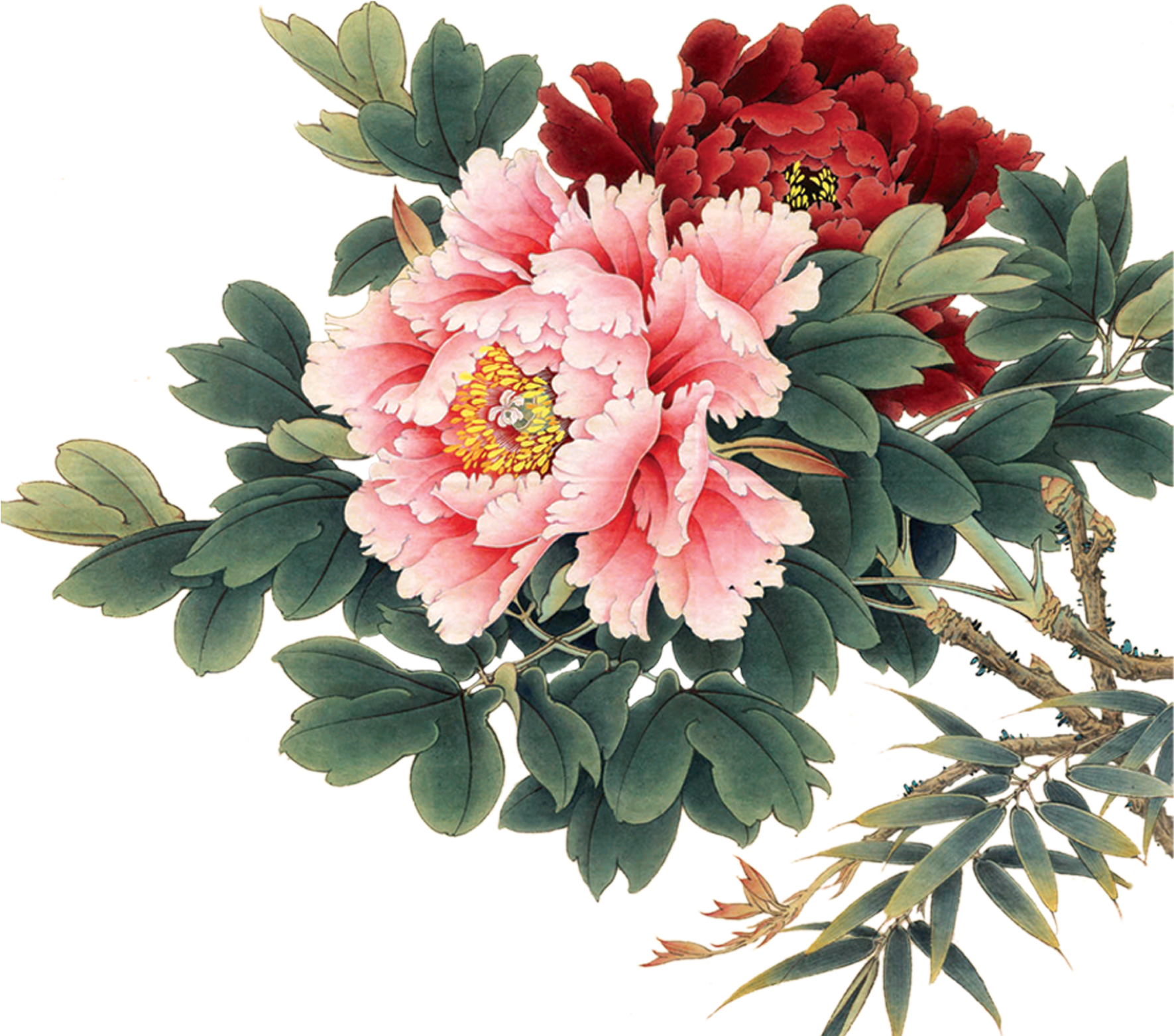 Vintage Peony Illustration