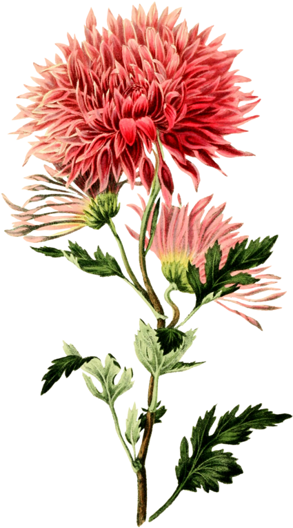 Vintage Pink Chrysanthemum Illustration