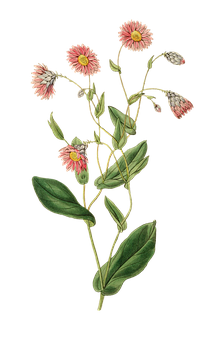 Vintage Pink Flower Illustration PNG with transparent background