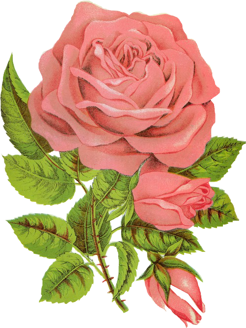 Overlay, Png, And Transparent Image - Followers Rose, Png Download PNG with transparent background