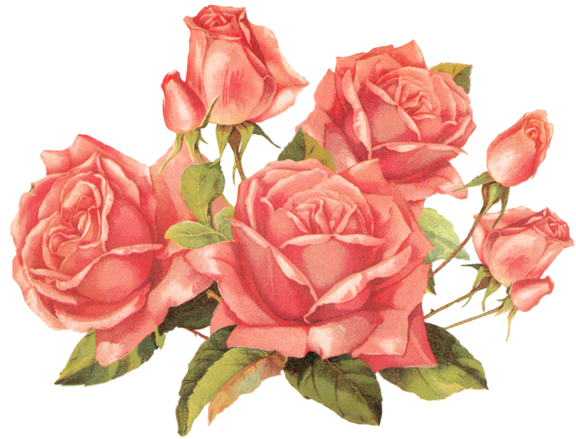 Vintage Pink Roses Cluster.png