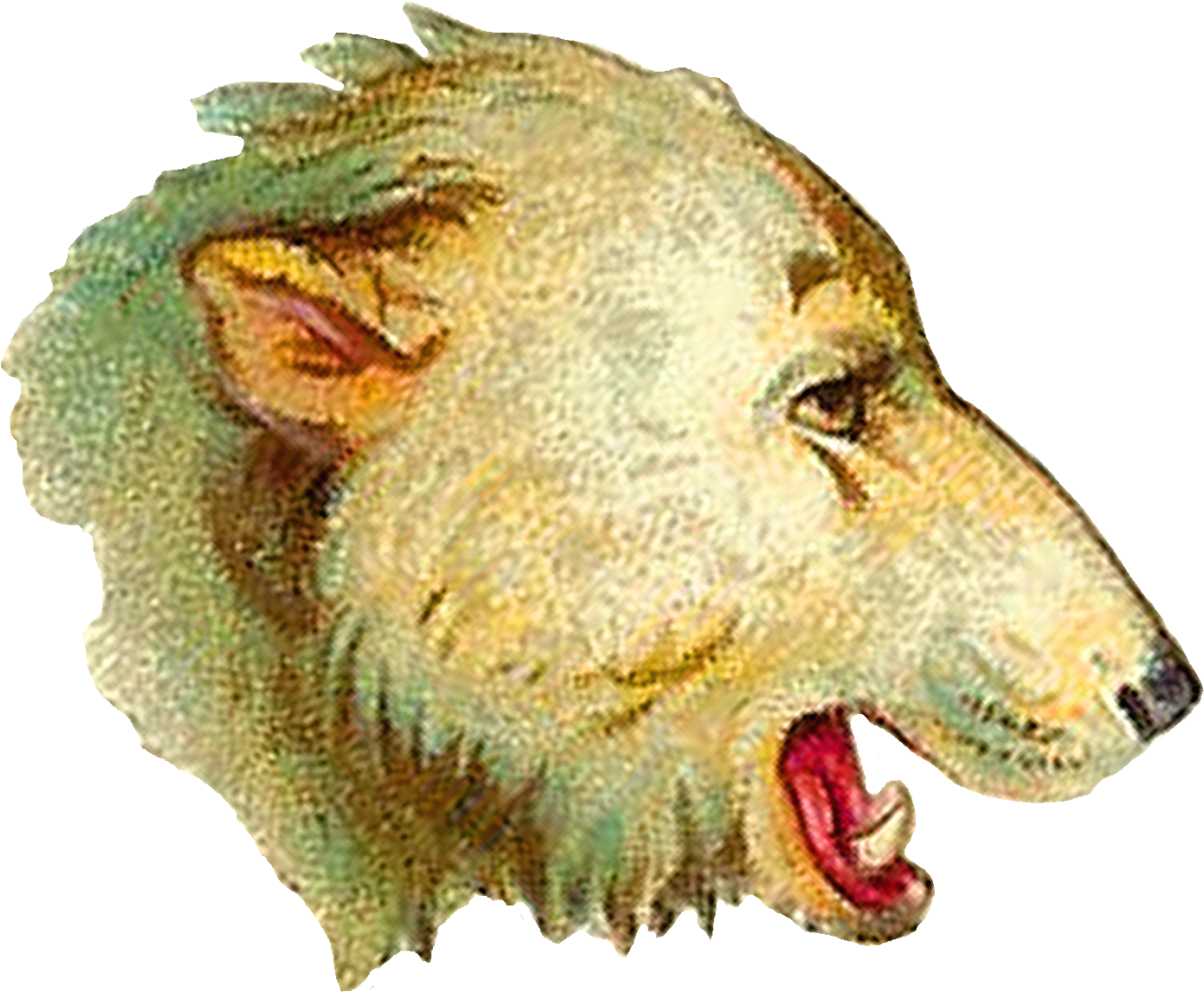 Digital Polar Bear Head Clip Art - Lion, HD Png Download PNG with transparent background