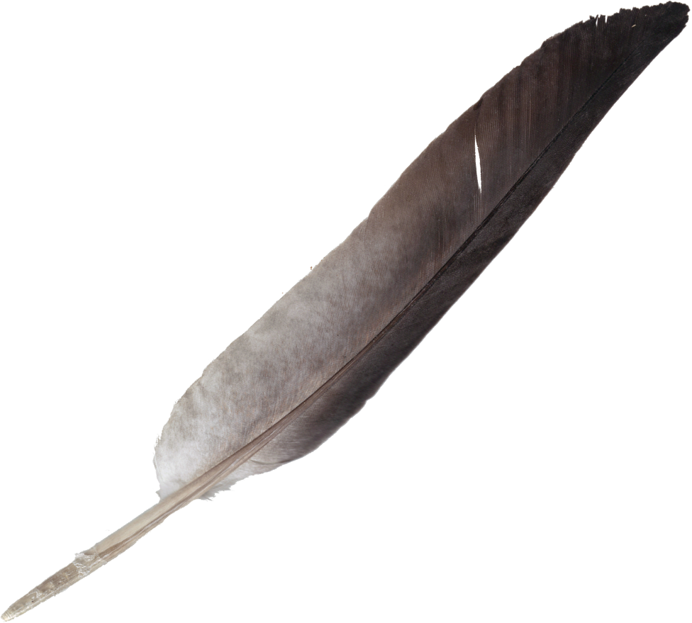 Vintage Quill Feather Pen.png