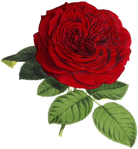 Rose, Flower, Flowers, Red, Green, Isolated, Vintage - Rose Png, Transparent Png PNG with transparent background