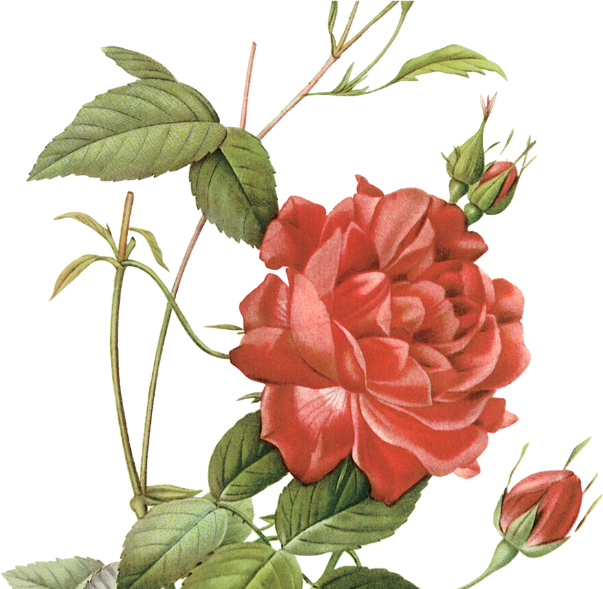 Vintage Red Rose Illustration.png