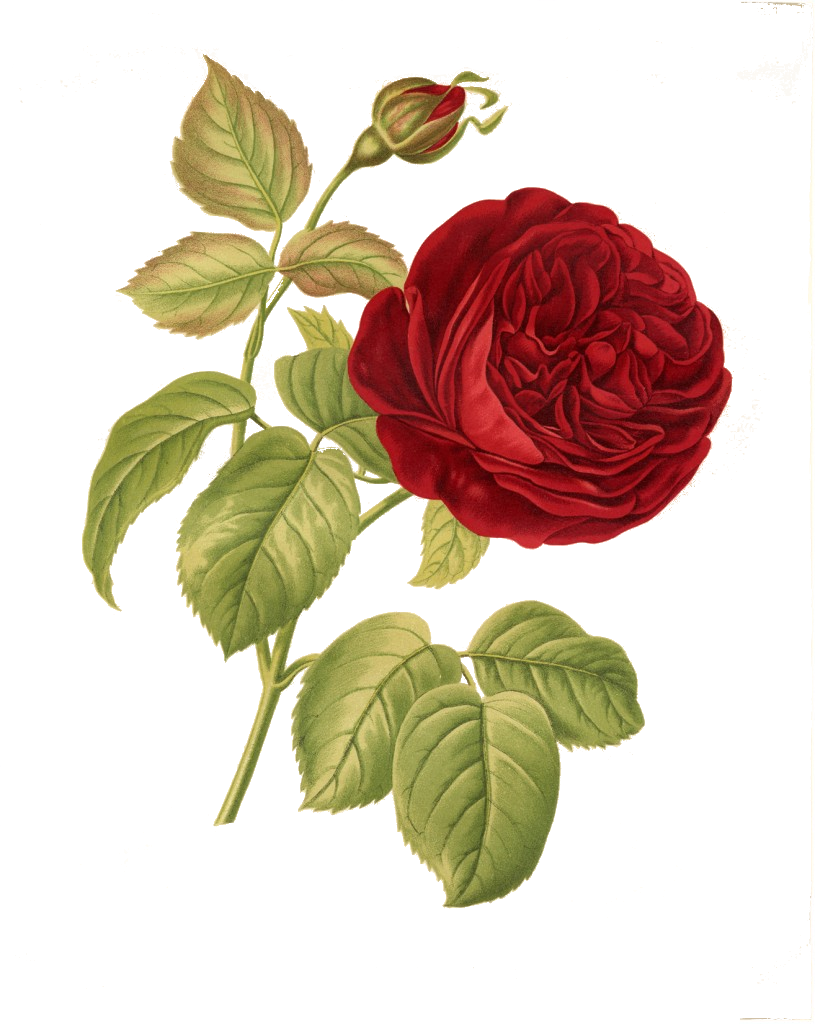 Vintage Red Rose Illustration