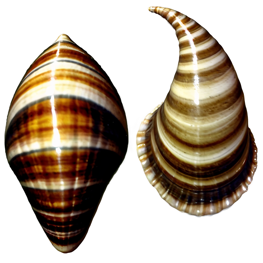Vintage Seashells PNG omh PNG image with a transparent background, free high-resolution download