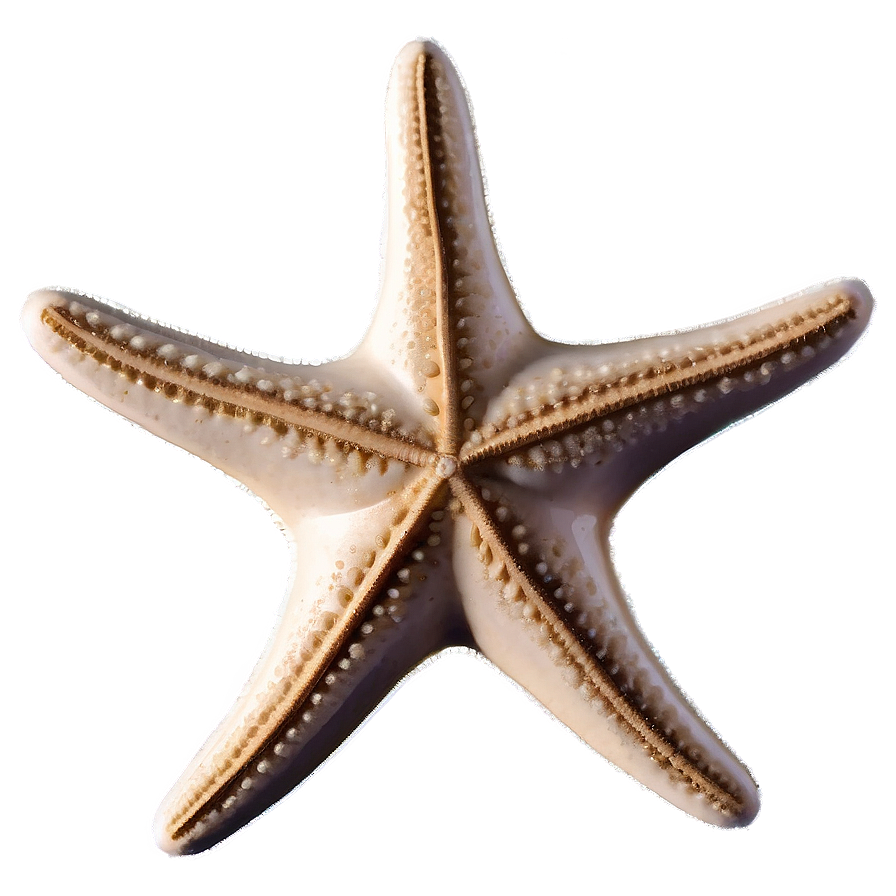 Vintage Starfish Sketch Png 05242024