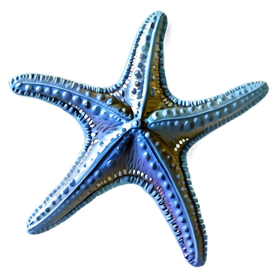 Vintage Starfish Sketch Png 7