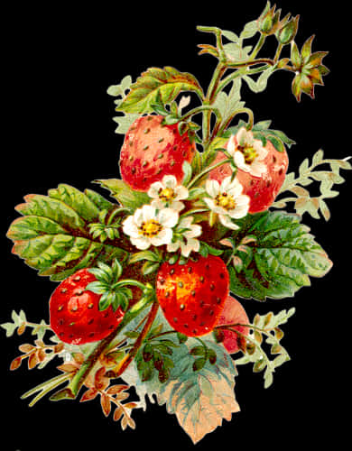 Vintage Strawberry Illustration