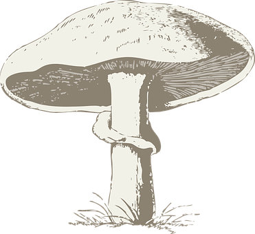 Vintage Style Mushroom Illustration PNG with transparent background