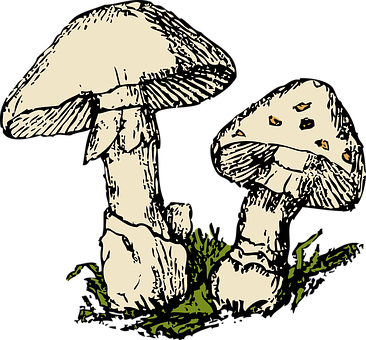 Vintage Style Mushroom Illustration PNG with transparent background