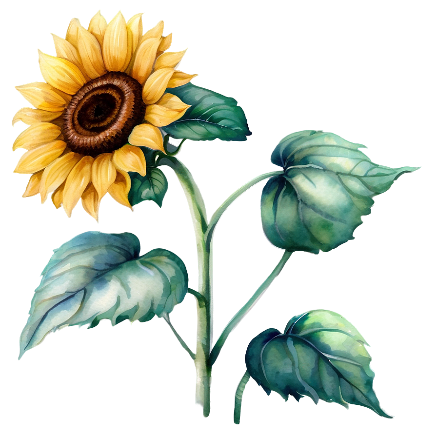 Vintage Sunflower Watercolor Illustration Png Wjq38