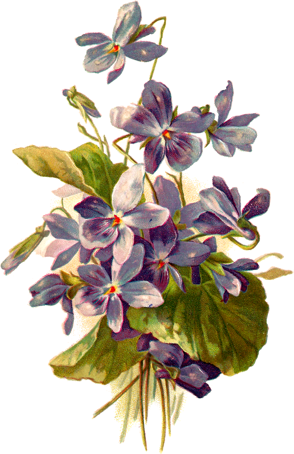 French Postcard Of Violets, - Botanical Violet Flower Illustration, HD Png Download PNG with transparent background