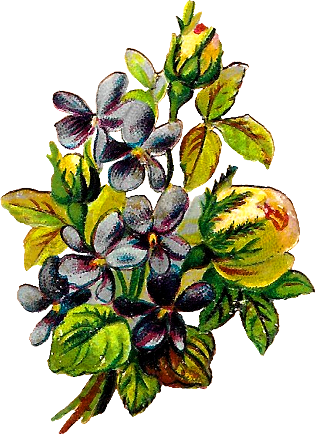 Rose Violets Flowers Floral Clipart Botanical Art Illustration - Bud, HD Png Download PNG with transparent background
