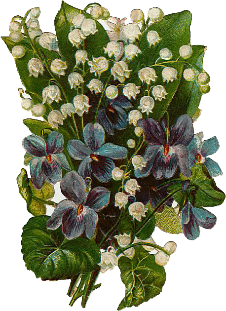 Violets Png, Transparent Png PNG with transparent background