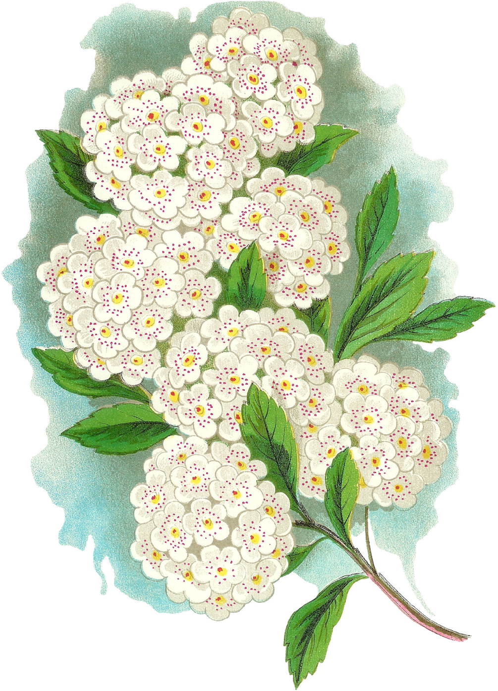 Vintage White Flower Cluster Artwork