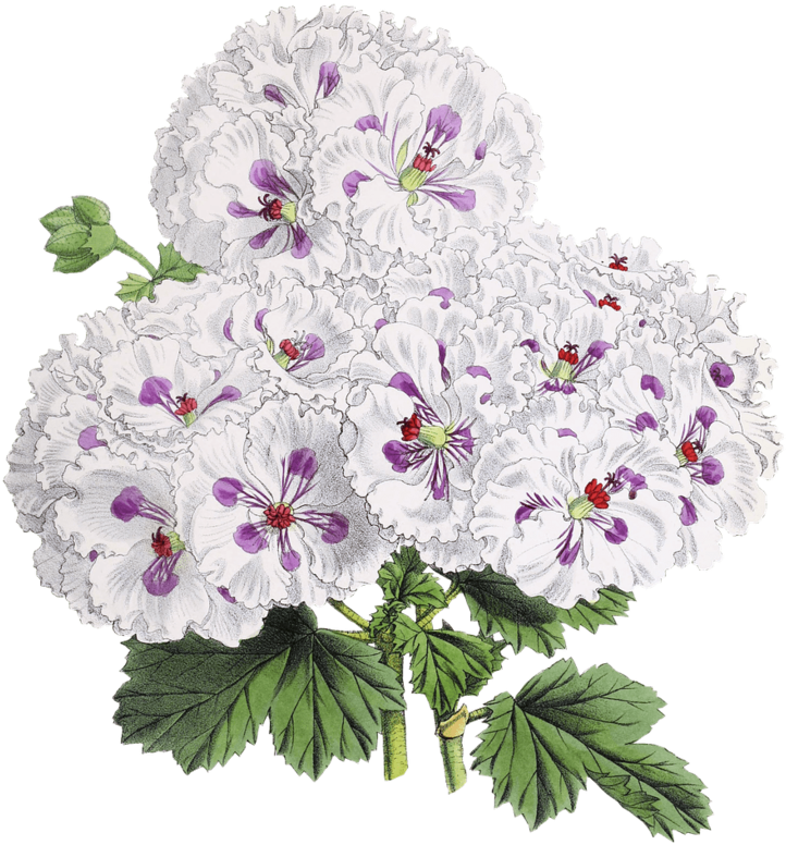 Flower-drawing - Japanese Flowers Drawing Transparent, HD Png Download PNG with transparent background