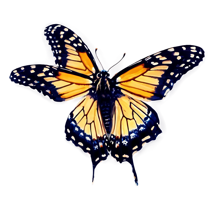 Violet Monarch Butterfly Png Gpq92