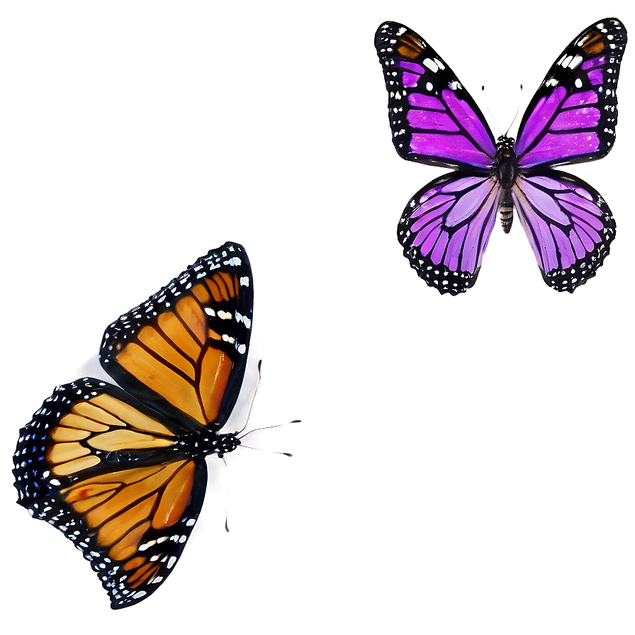 Violet Monarch Butterfly Png Pss