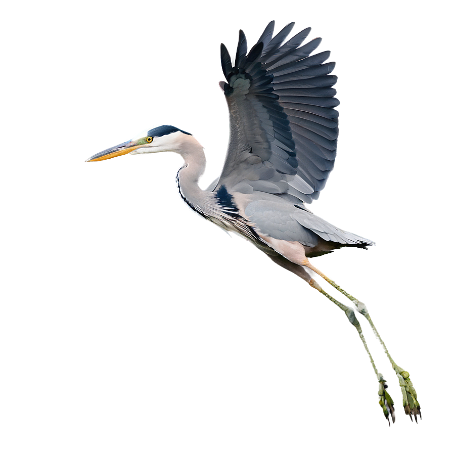 Wading Heron Flight Png Pfh