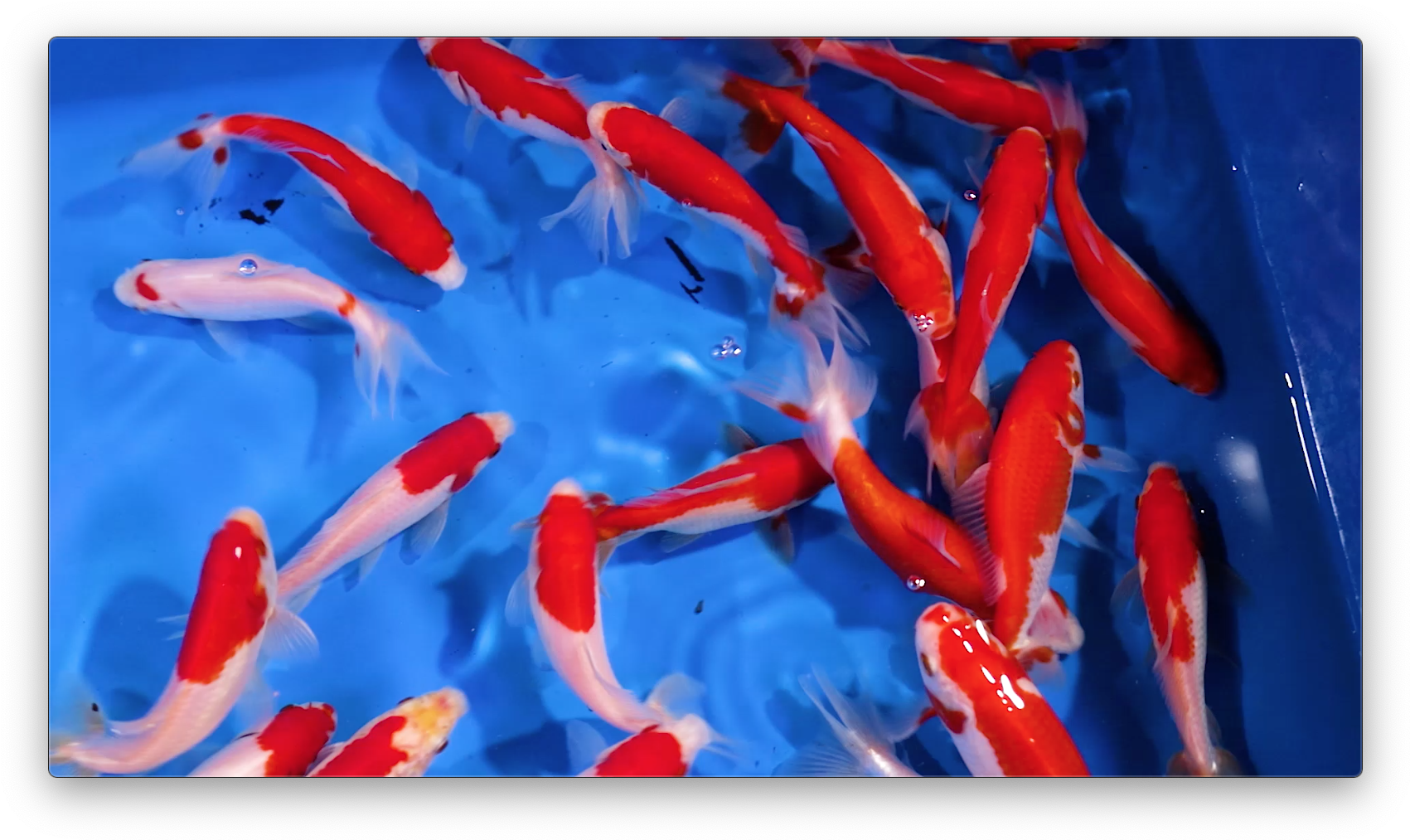 Wakin Goldfish, HD Png Download PNG with transparent background